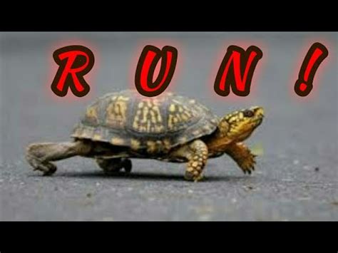 Turtle Run Sportingbet